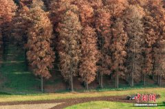 南京江心洲自然肌理邂逅城市 “绘就”冬日生态图景